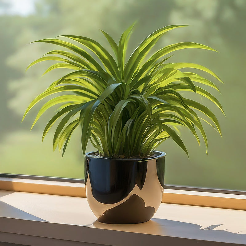 Home & Outdoor Garden