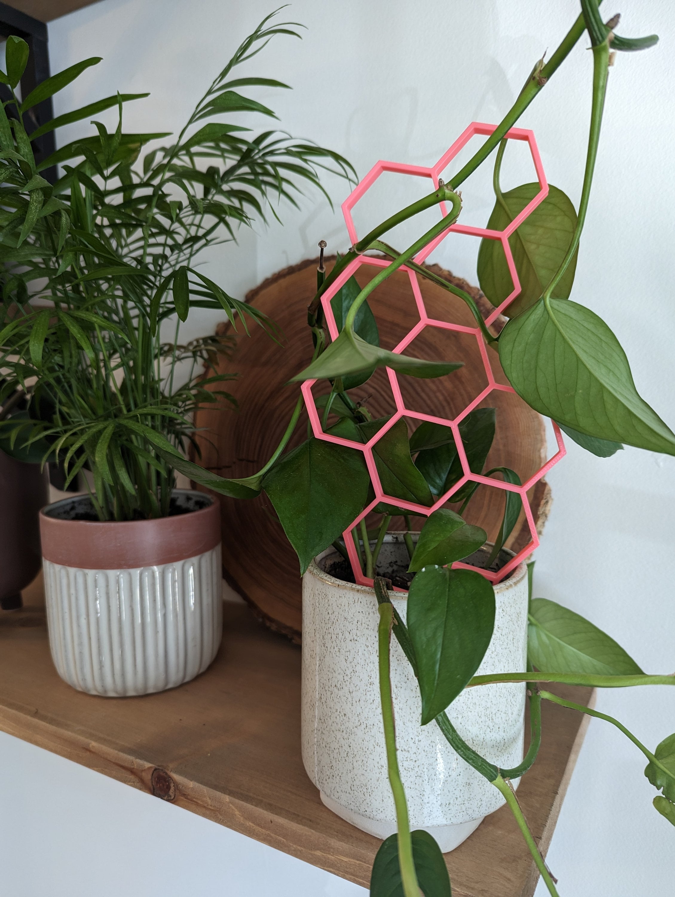 trellis house plant Hexagon Plant Trellis – Worm Pop Labs
