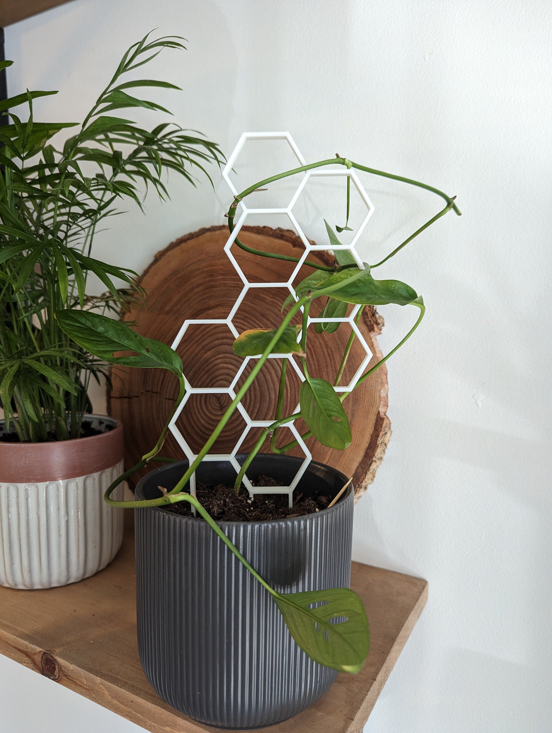 Hexagon Plant Climbing Trellis - House Plant Support Lattice - White