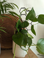 Hexagon Plant Climbing Trellis - House Plant Support Lattice - Green